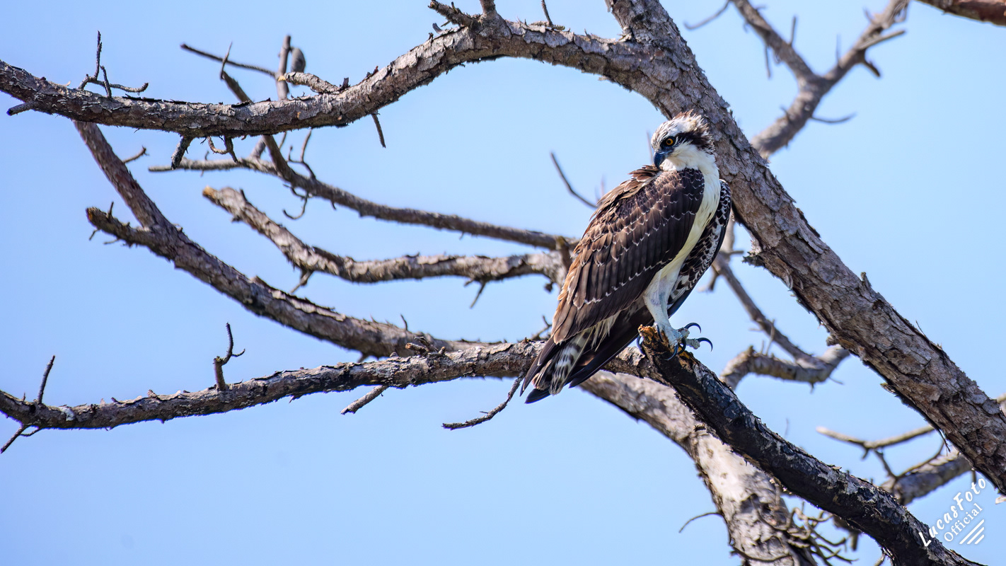 Osprey
