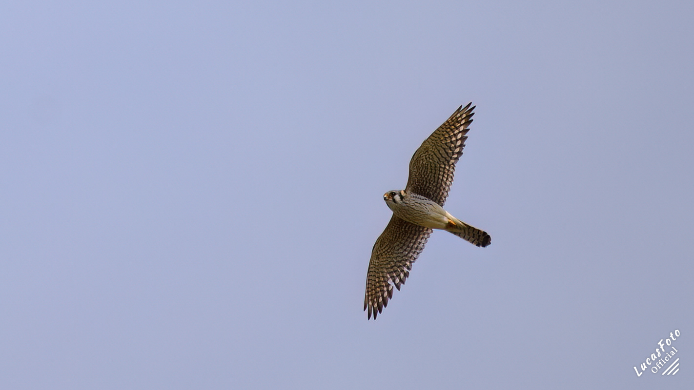 American Kestrel