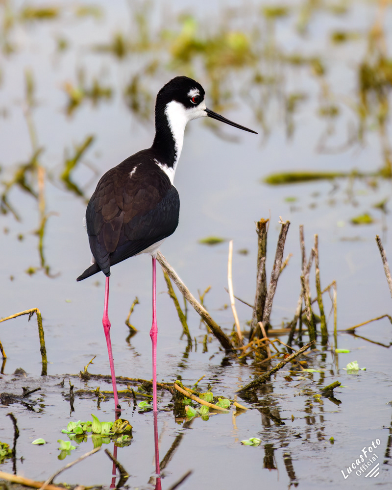 Black-necked Stilt