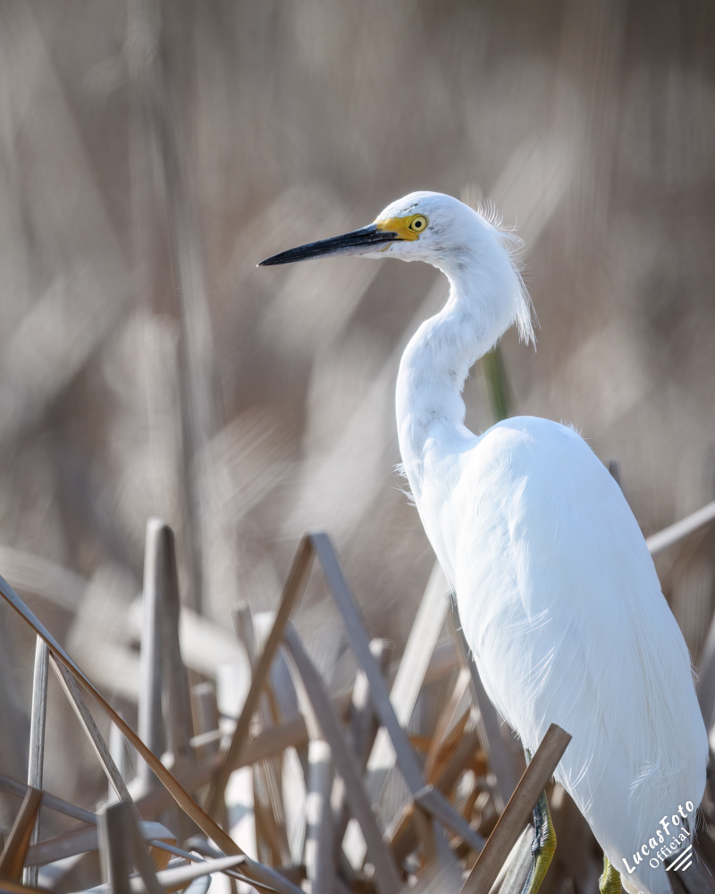 Snowy Egret