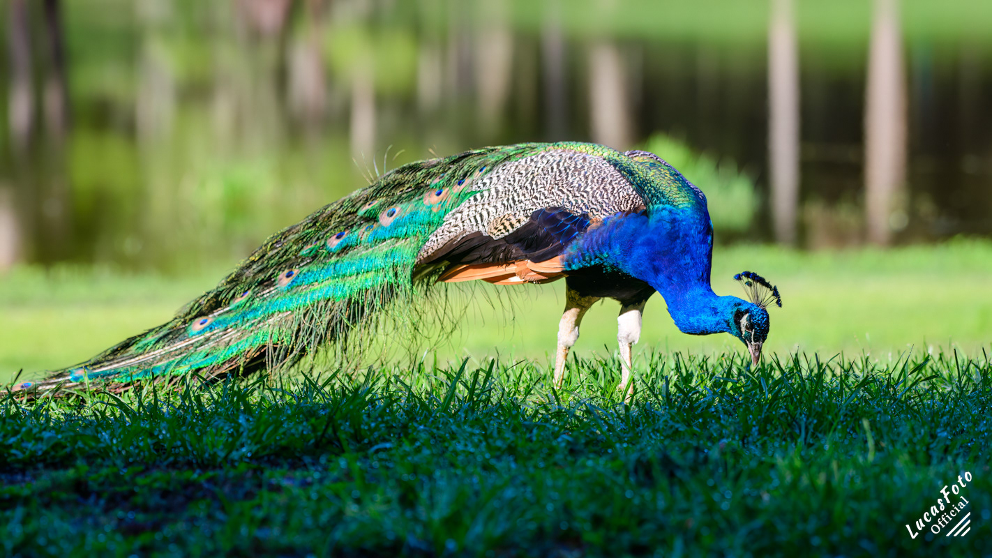 Indian Peafowl