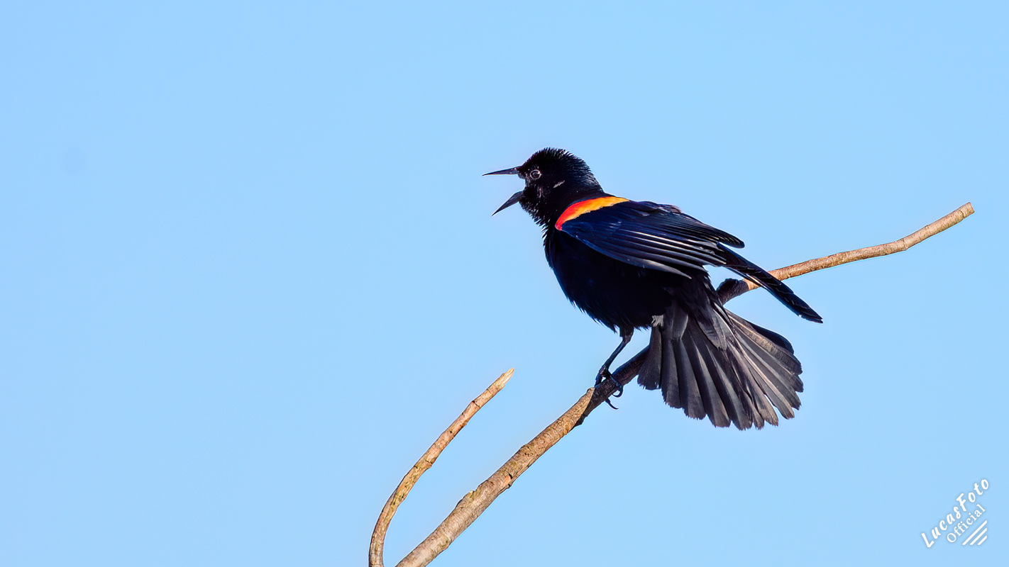 Red-winged Blackbird