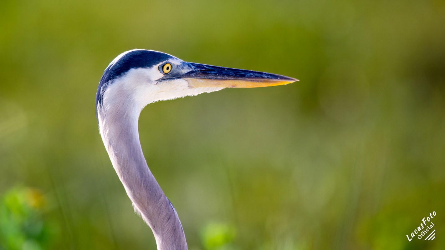 Great Blue Heron