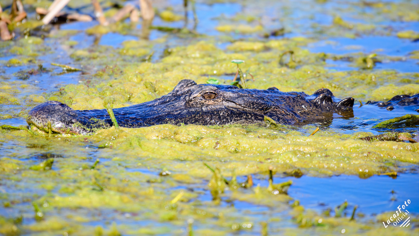 Alligator