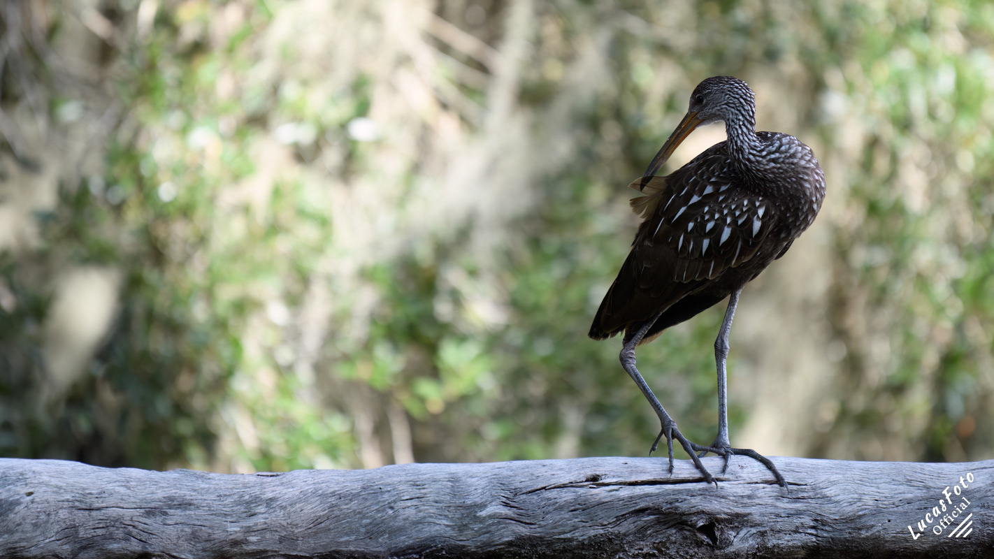 Limpkin