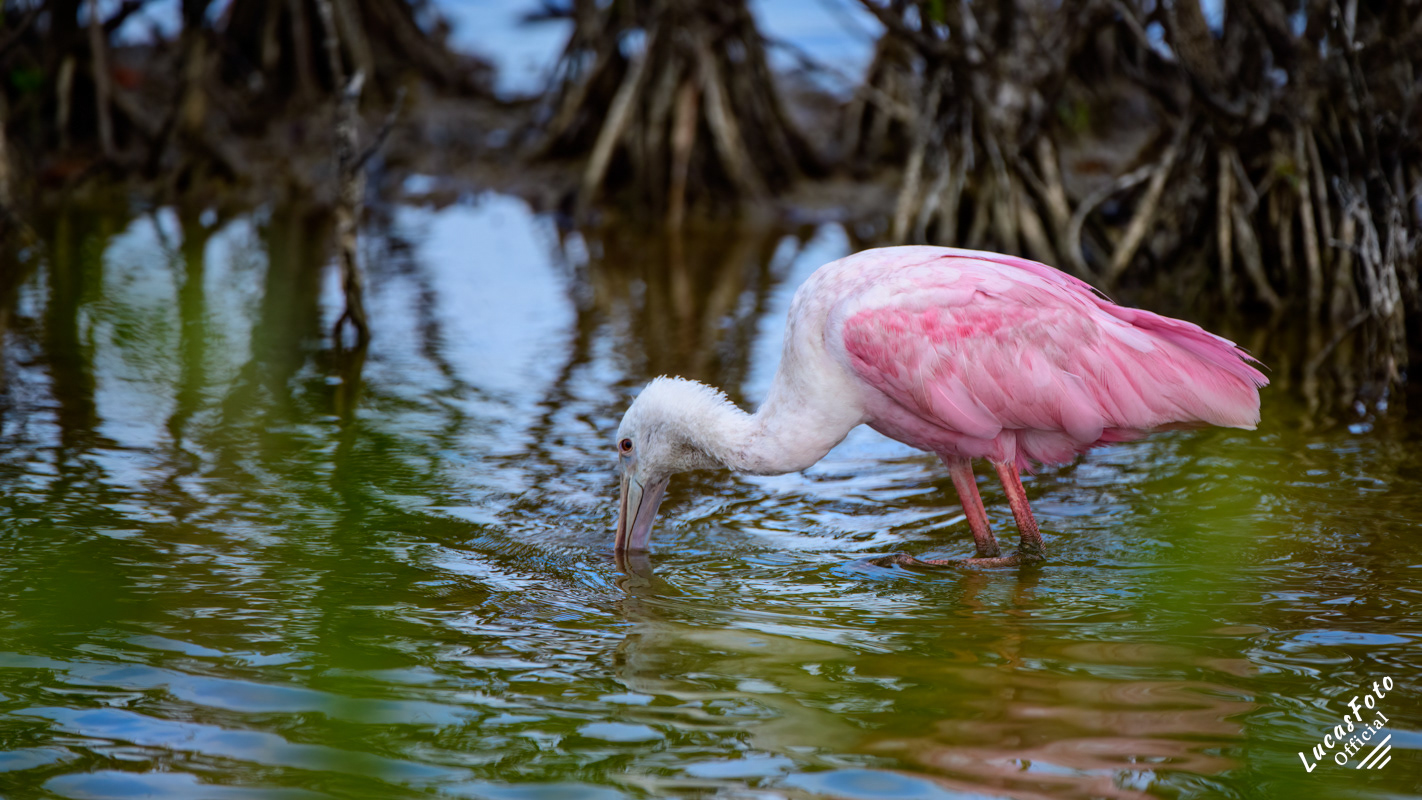 Roseate Spoonbill