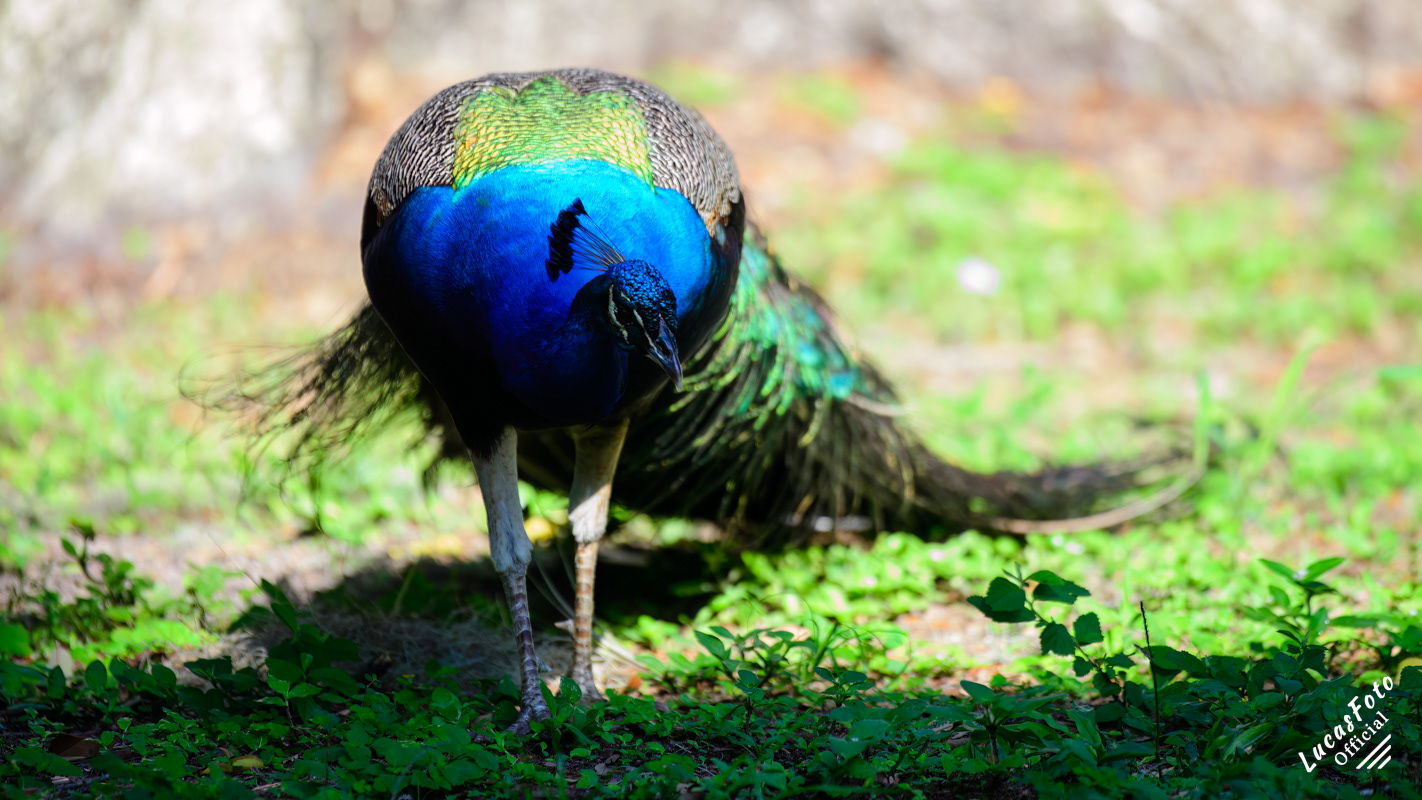 Indian Peafowl