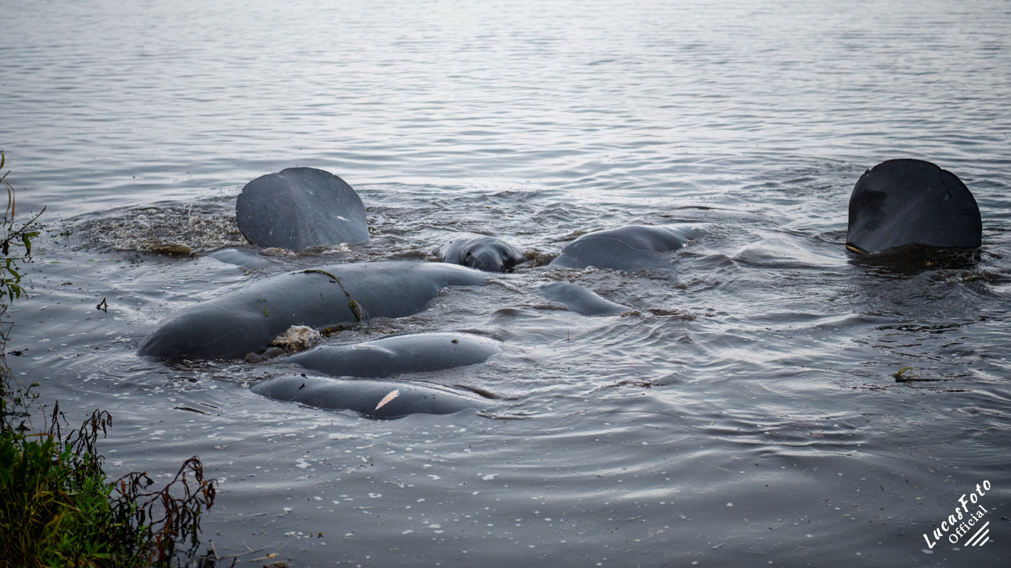 Manatee Mating Ball/Herd