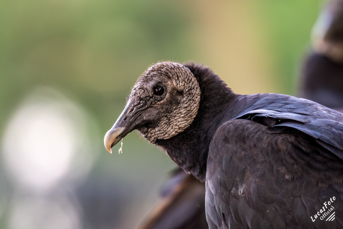Black Vulture