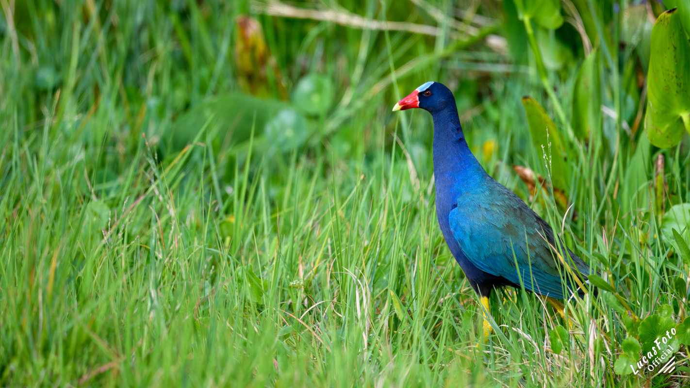 Purple Gallinule
