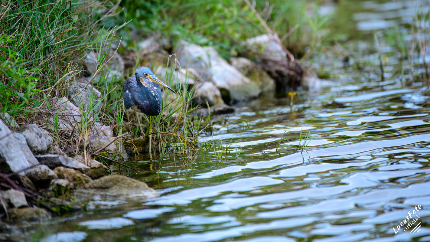Tricolored Heron