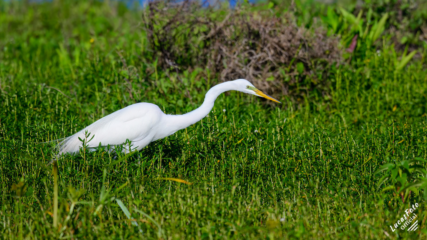 Great Egret