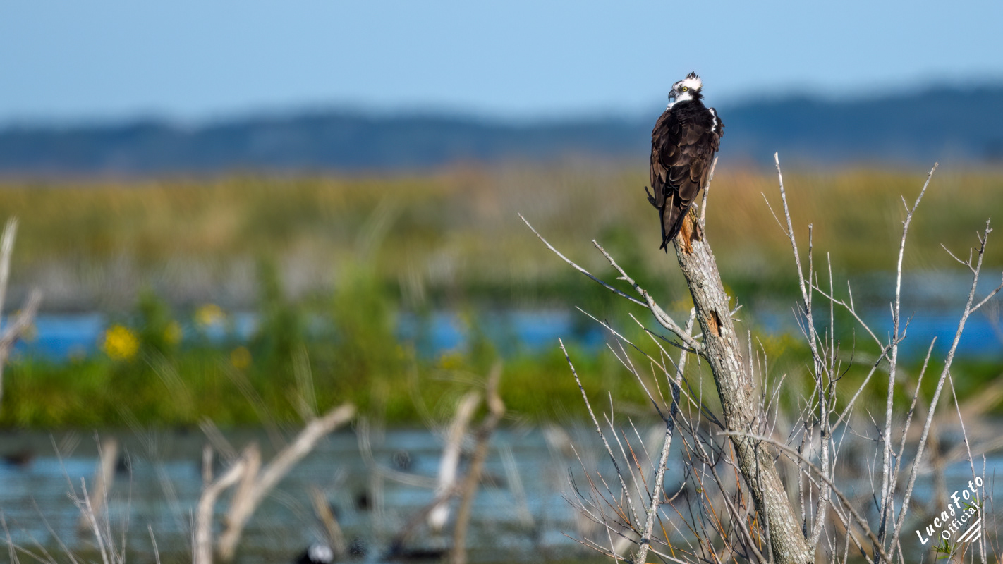 Osprey
