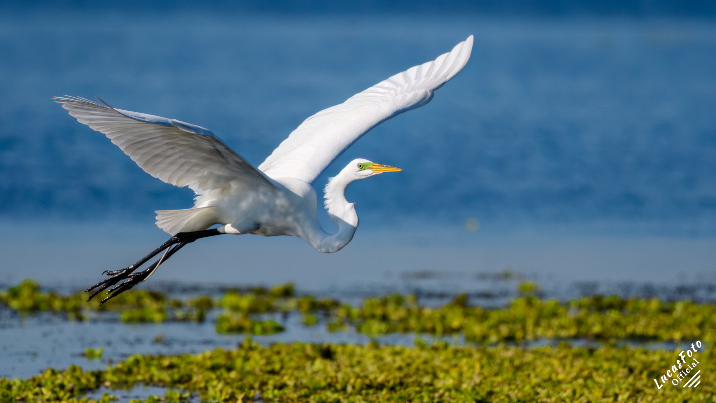Great Egret