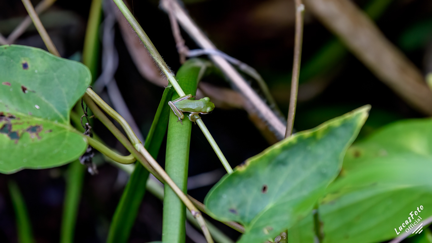 Green Treefrog