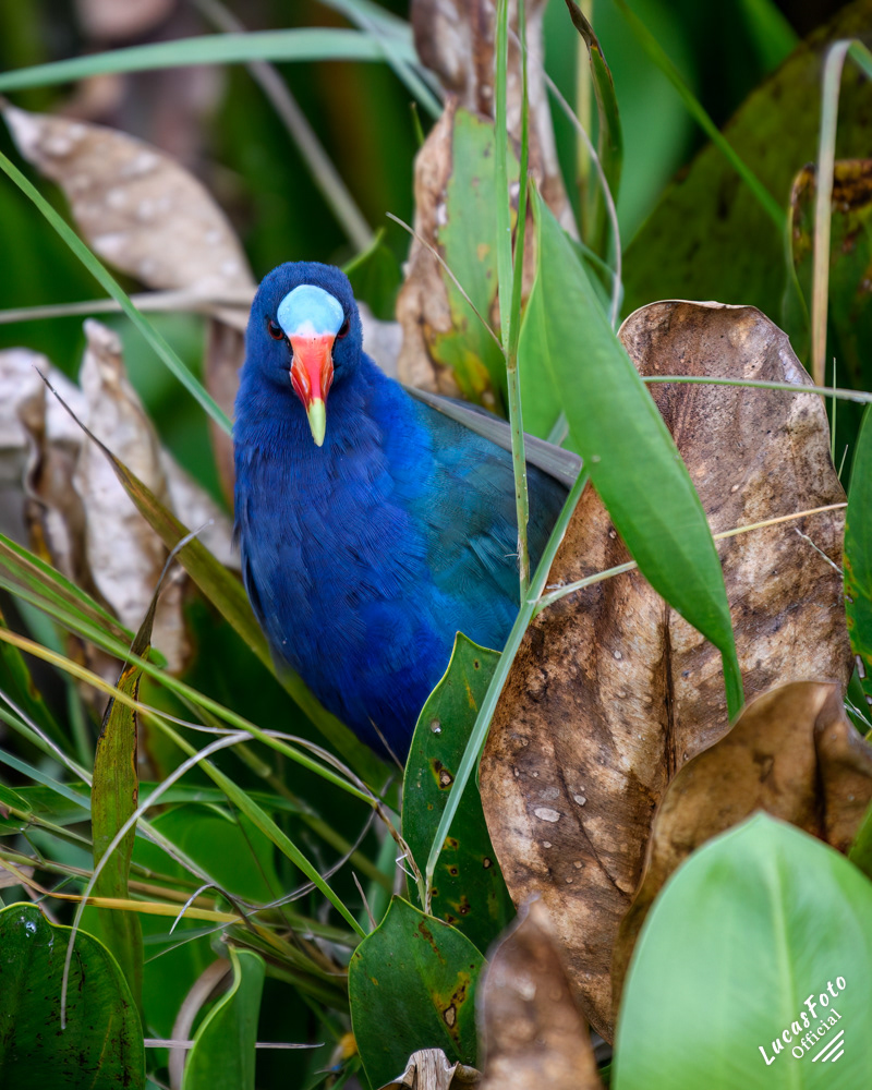 Purple Gallinule