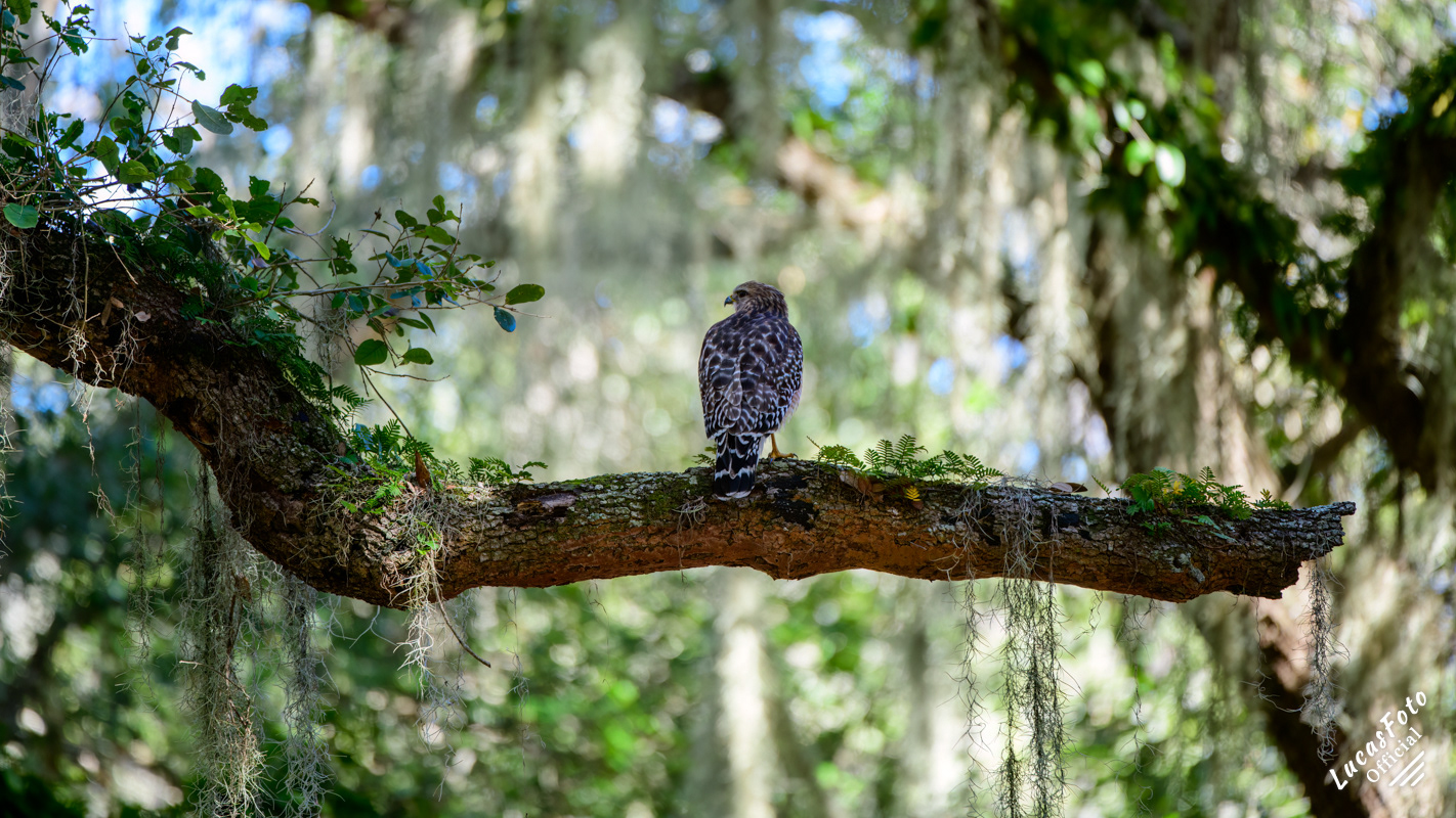Red-shouldered Hawk