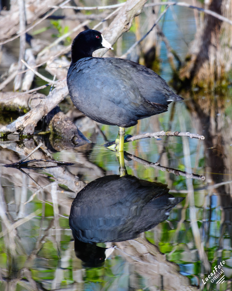 American Coot