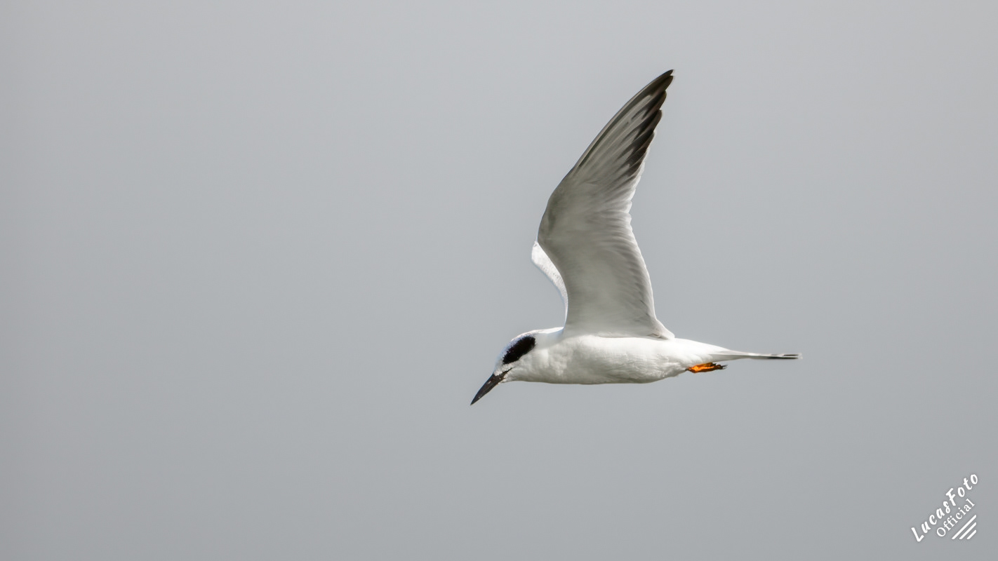 Forster's Tern