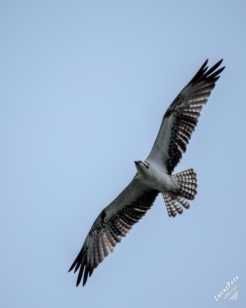 Osprey