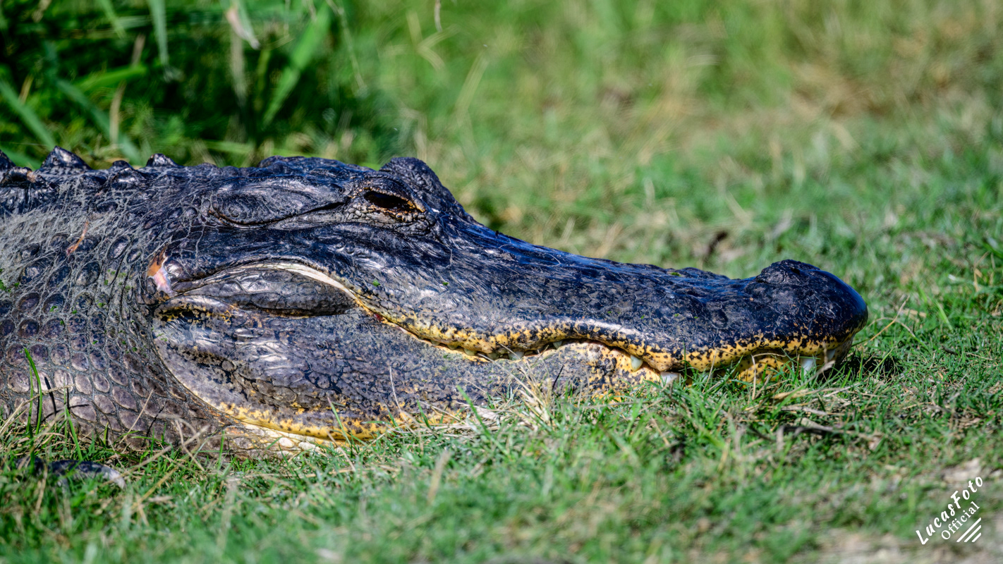 Alligator