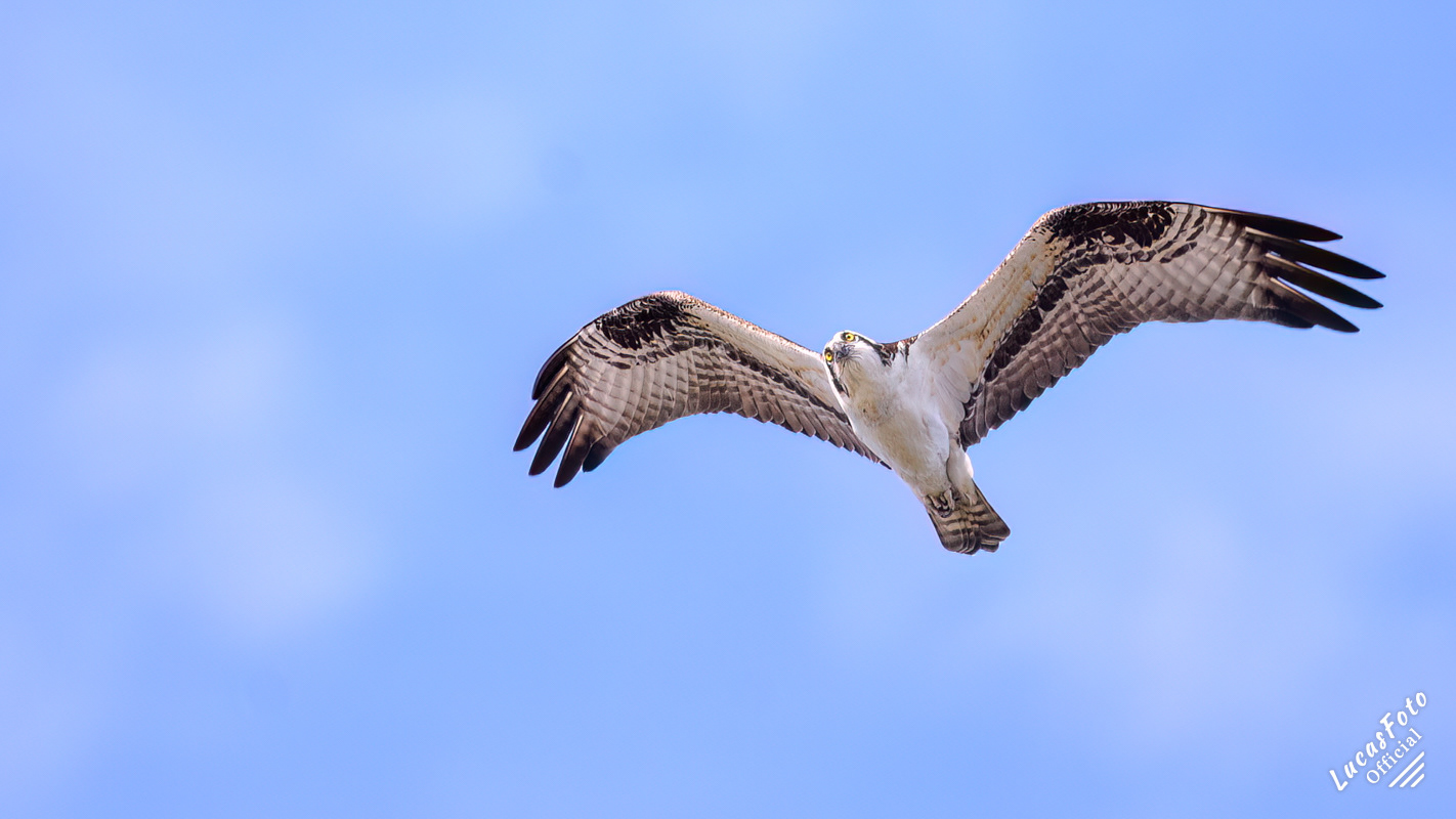 Osprey