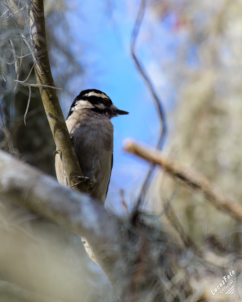 Downy Woodpecker