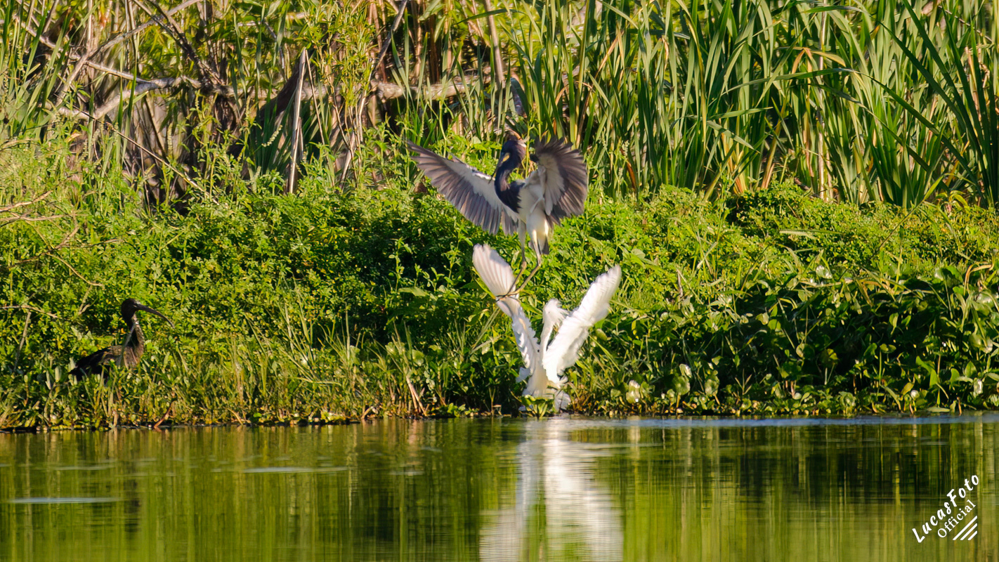 Snowy Egret / Tricolored Heron