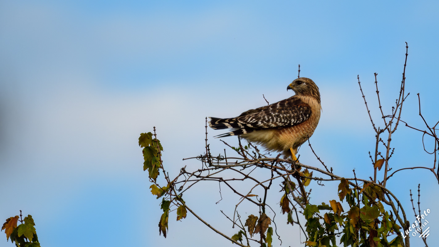 Red-shouldered Hawk