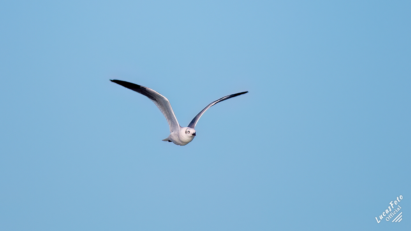 Laughing Gull