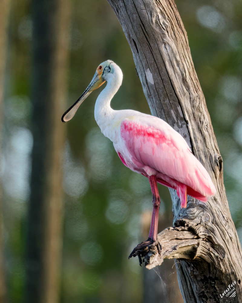 Roseate Spoonbill