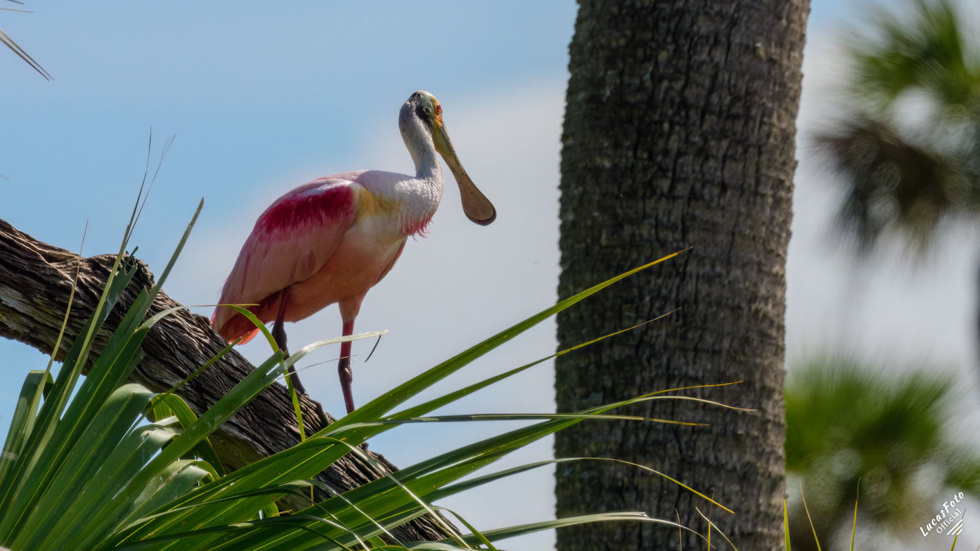 Roseate Spoonbill