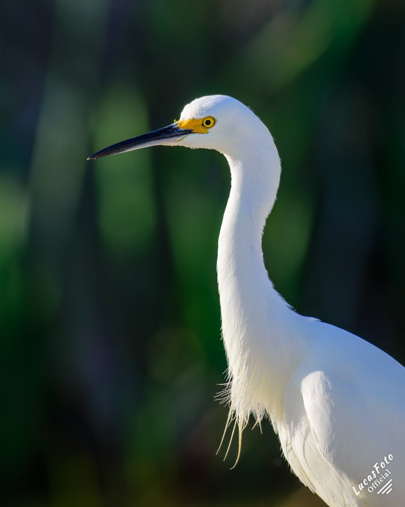 Snowy Egret