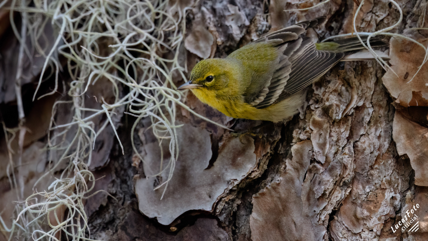 Pine Warbler