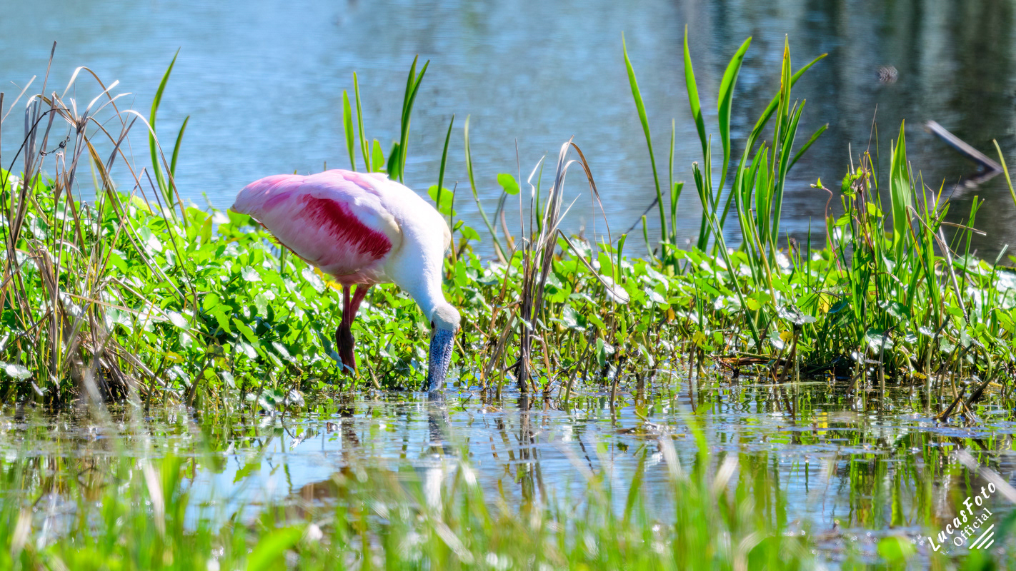 Roseate Spoonbill