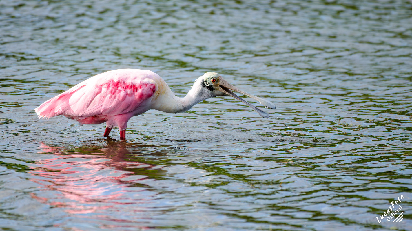 Roseate Spoonbill