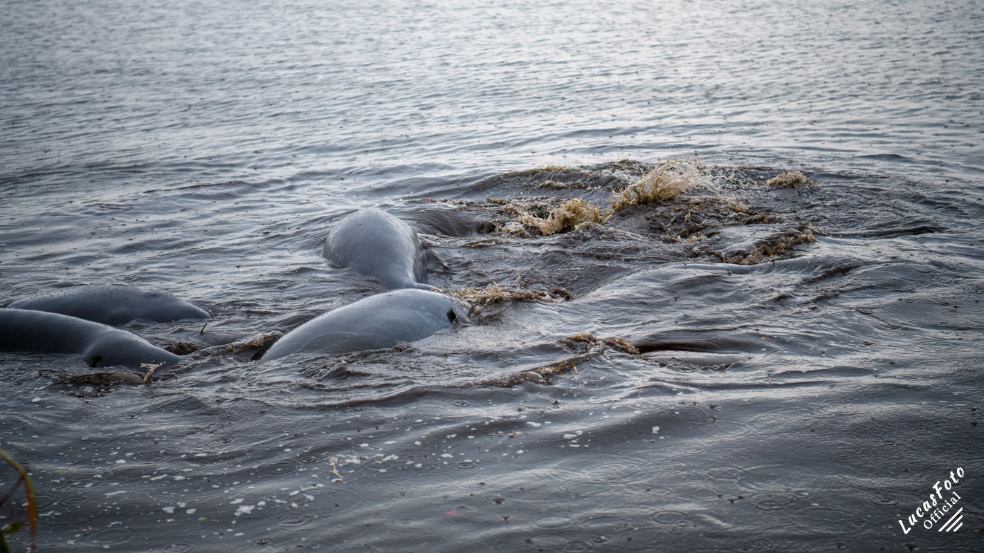 Manatee Mating Ball/Herd