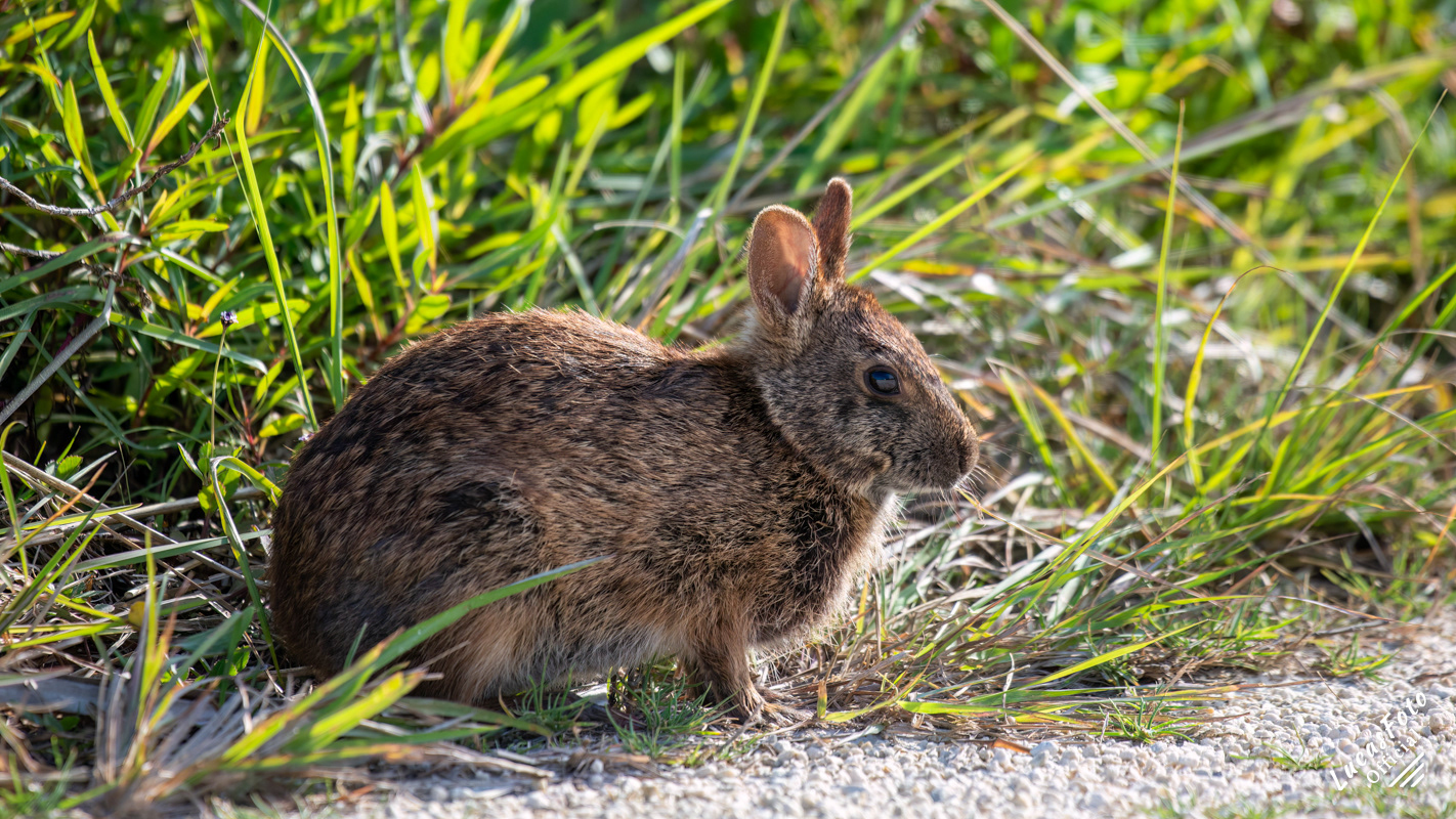 Marsh Rabbit
