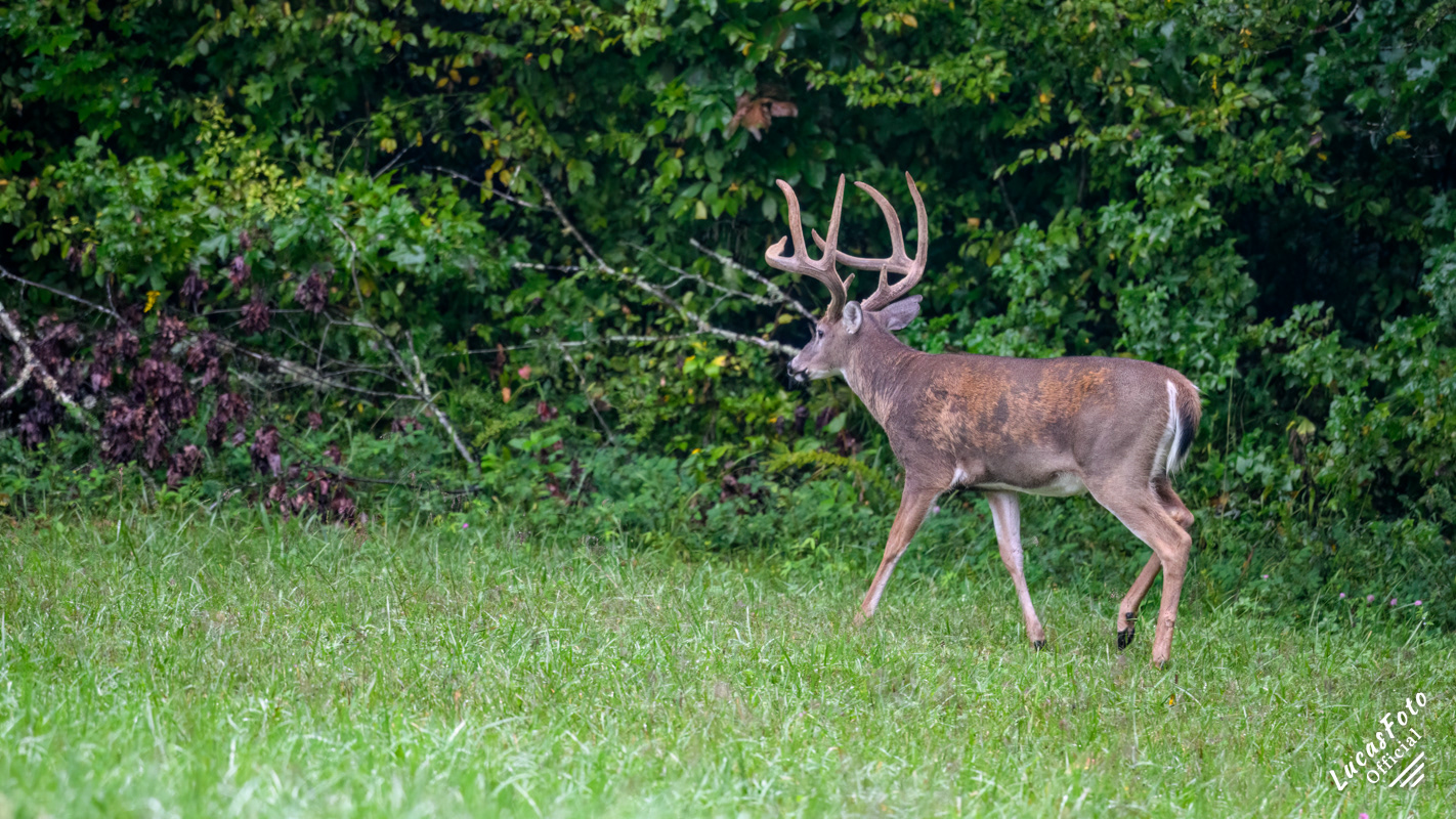 Whitetail