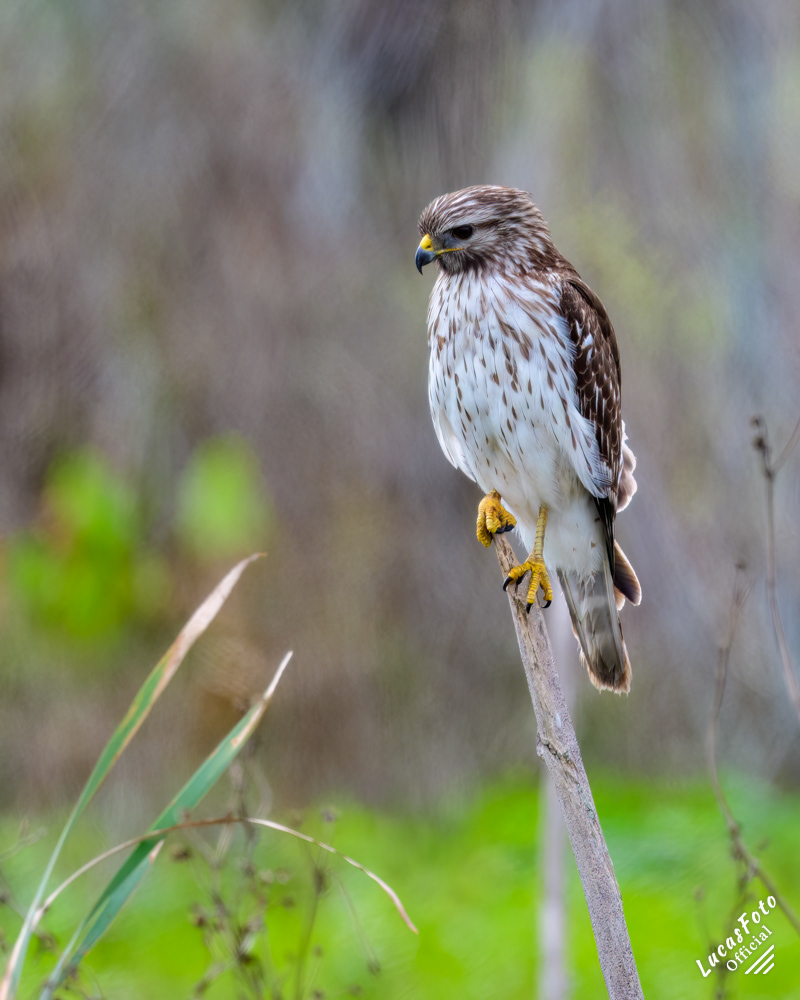 Red-shouldered Hawk