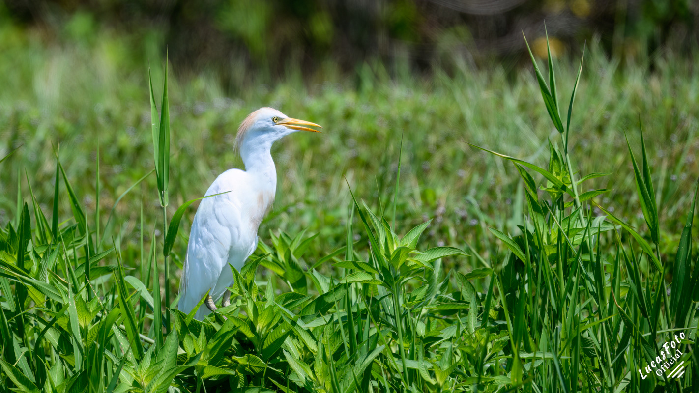 Cattle Egret