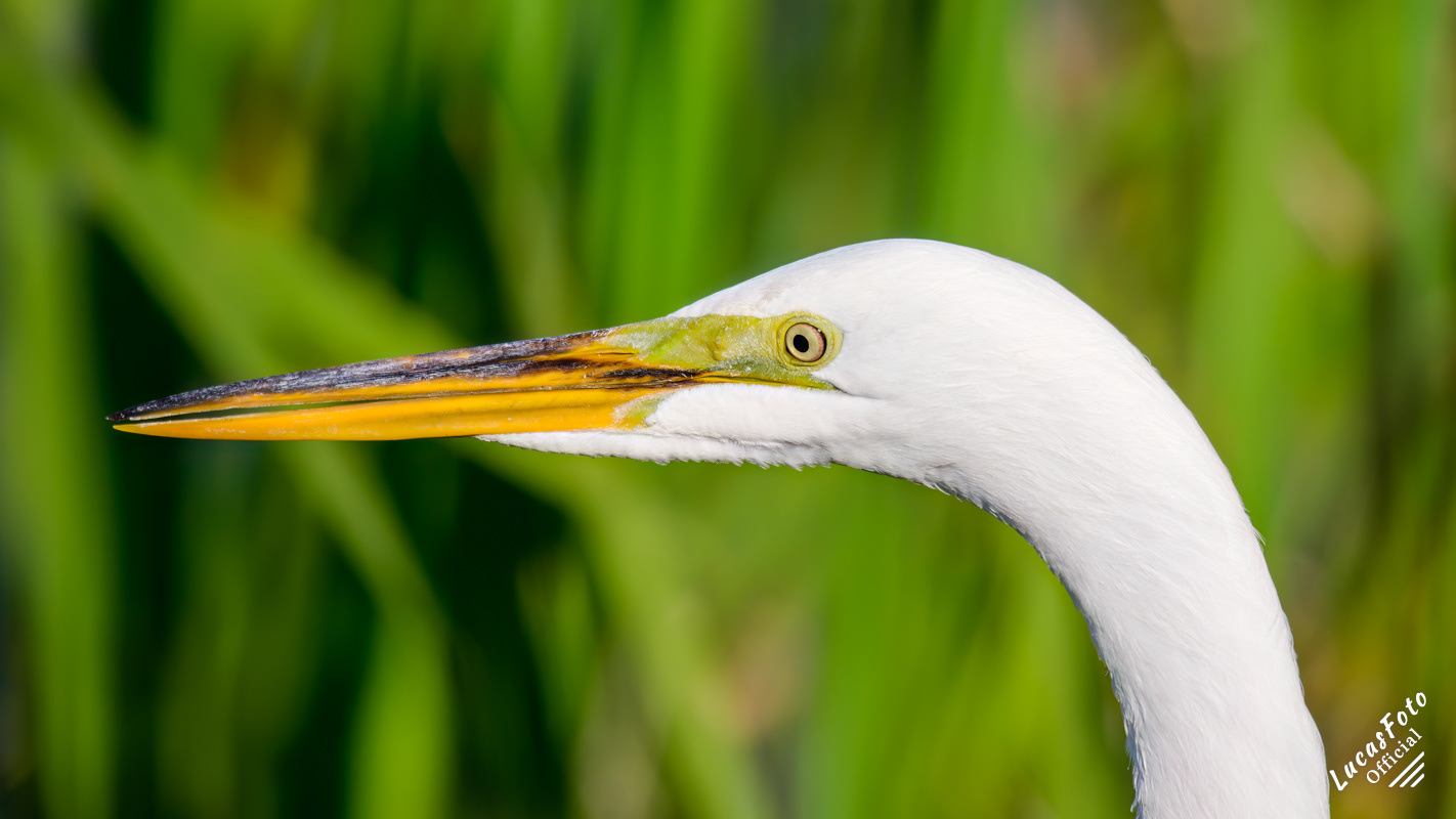 Great Egret