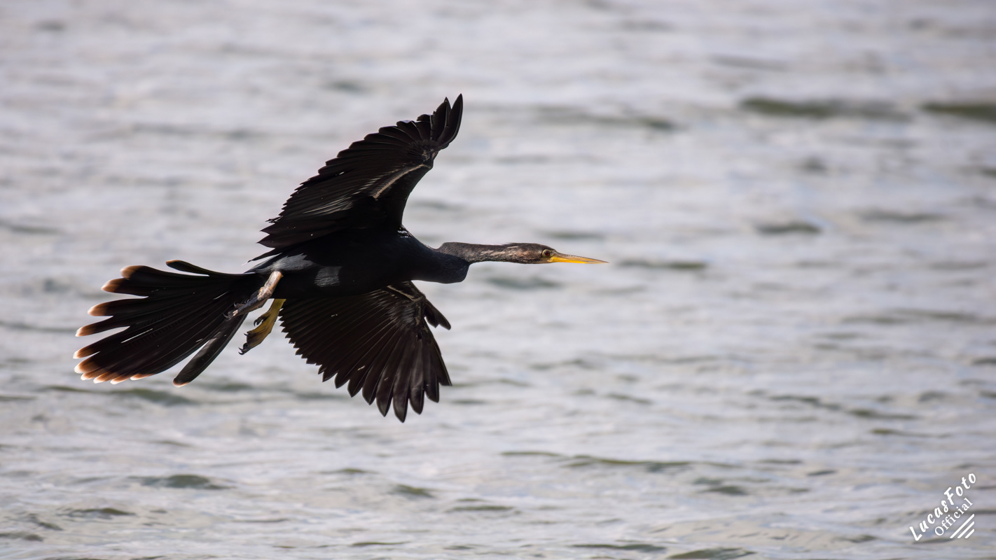 Anhinga