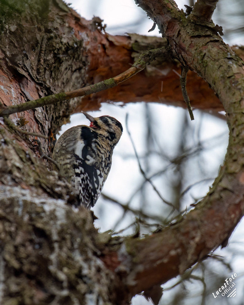 Yellow-bellied Sapsucker