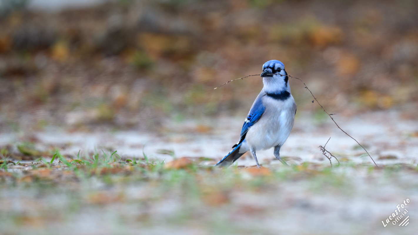 Blue Jay
