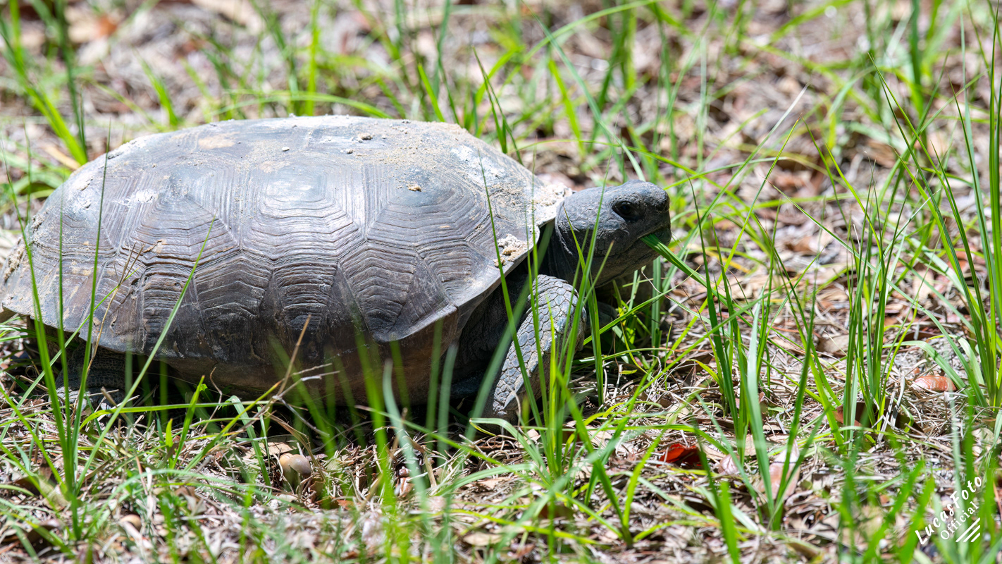 Gopher tortoise
