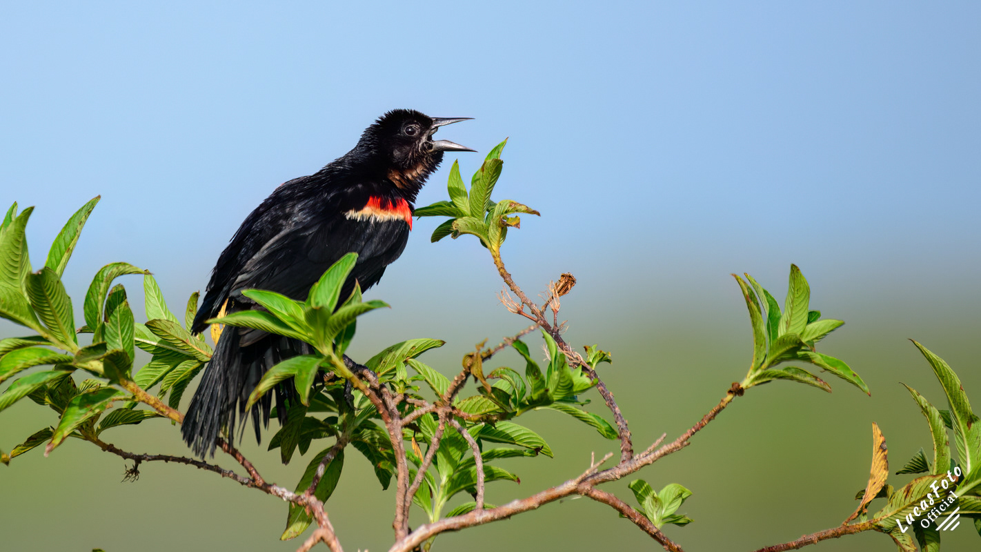 Red-winged Blackbird