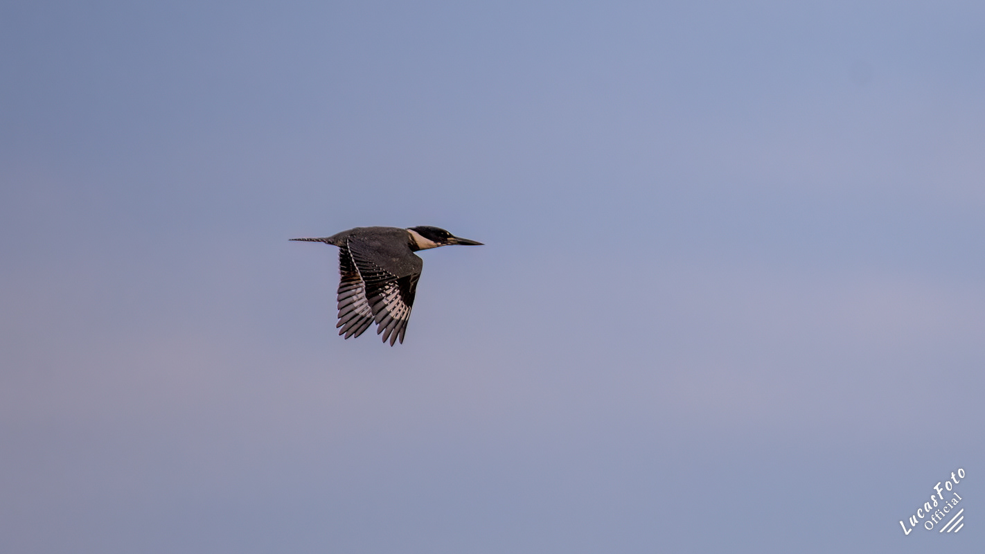 Belted Kingfisher