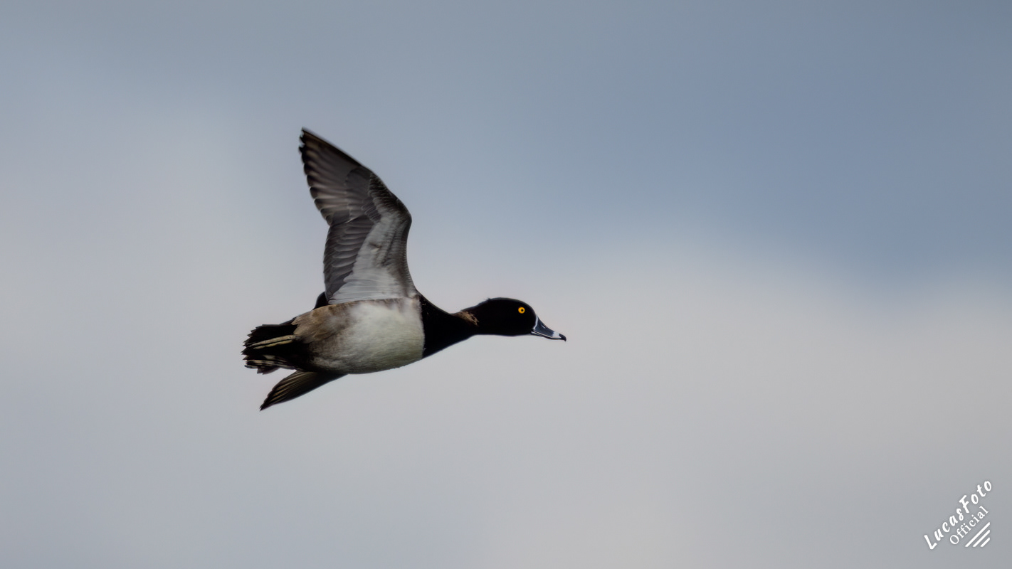 Ring-necked Duck