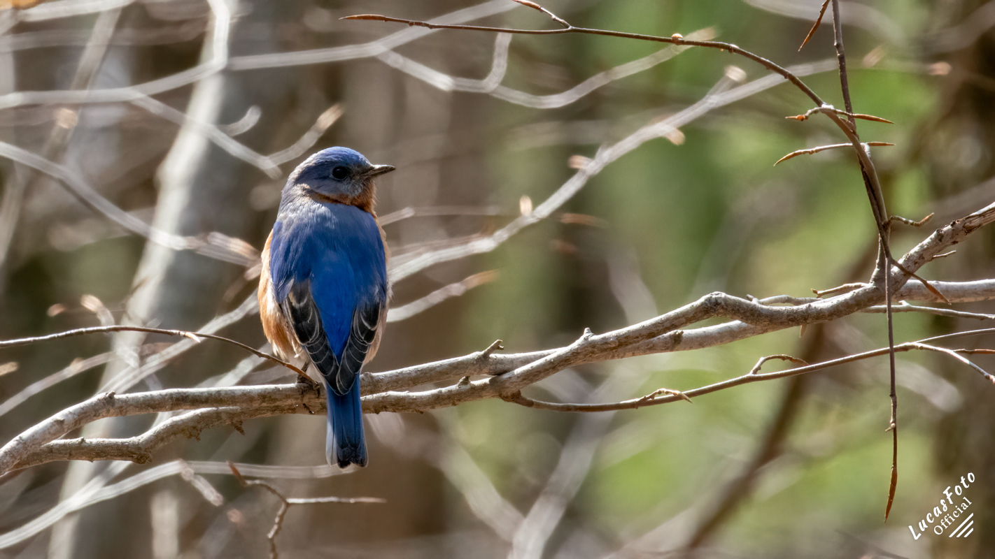 Eastern Bluebird